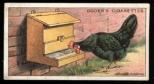 Tobacco Card, Ogdens, POULTRY REARING & MANAGEMENT, 1922, 1st Series, Hopper,#20