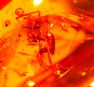 Beautiful Large Spider with Pedipalps Displayed in Dominican Amber Fossil Gem - Picture 1 of 10