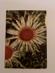 AK Sonne Blumen - Bild 1 von 2