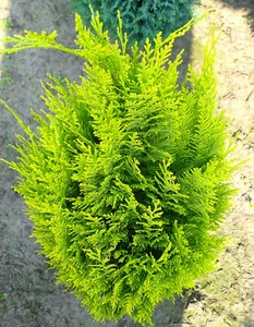 Zypresse Chamaecyparis lawsoniana 'Erecta Aurea' Winterhart immergrün 40 - 50 cm - Bild 1 von 1
