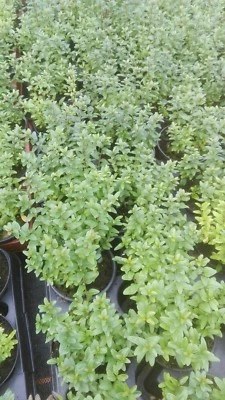 Lonicera nitida `Maigrün´, 10 Pflanzen Heckenkirsche, Buchsbaumersatz,  - Bild 1 von 4