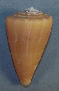 CONUS APOGRAMMATUS 56.97mm SUPER CHOICE SPECIMEN Cebaco Is., Pacific Panama - Picture 1 of 2