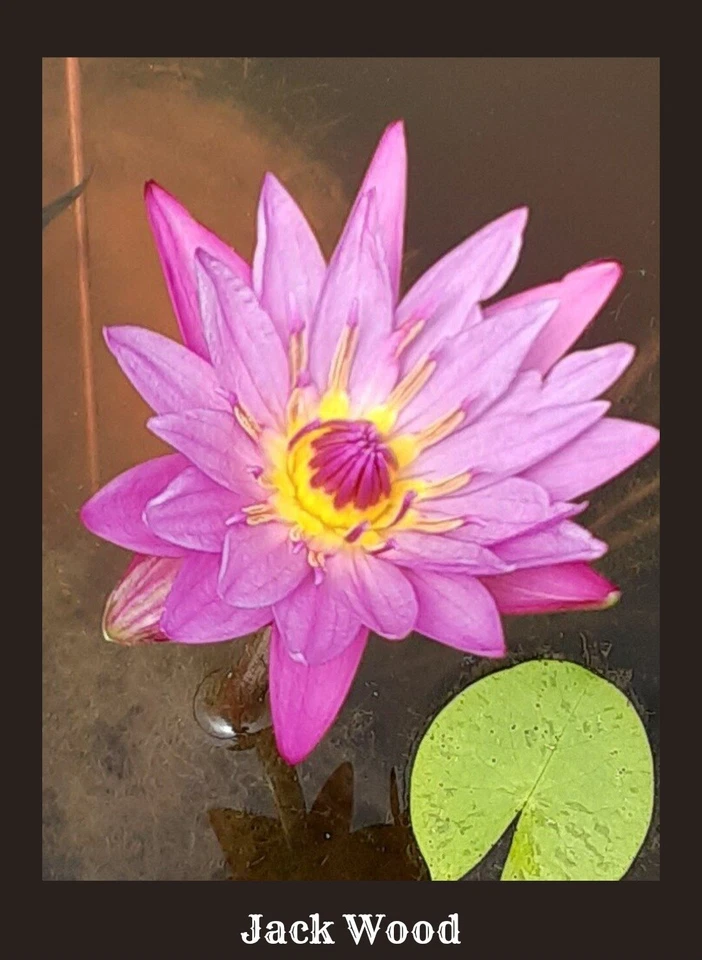 Tropicical Water Lilies - Image 1 of 1