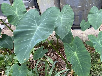 Orejas de elefante corriendo. Multiplicar rápido esto es para plantas "2" Foto 1 de 4