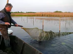 1kg Aal Filet Wildfang Steinhuder Räucheraal Räucherfisch Fische geräuchert - Bild 1 von 1