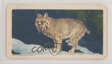 1962 Brooke Bond Red Rose Animals of North America Series 2 Tea Lynx #6 0o9