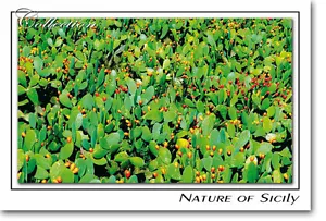CARTOLINA DA COLLEZIONE SICILIA - NATURA - CAMPO DI FICODINDIA A SAN CONO - Bild 1 von 1