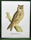 MisterBcards 12 Long Eared Owl Notelets (75x100mm) with White C7 Envelopes