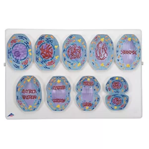 3B Scientific Mitosis Model Anatomical Model Anatomy R01/1 New! - Picture 1 of 1