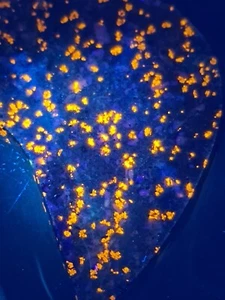 Slab Yooper Stone Fluorescent sodalite, Michigan Mineral Emberlite Rock Crafts - Picture 1 of 13