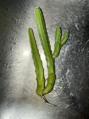 One Rooted Stapilia Gogantea -Star Cactus Well Grown  7”-12” - Image 1 of 3