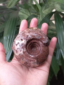 196G AMAZING PERMIAN WHOLE ROUGH DRAGON SUTURE AMMONITE FOSSIL POLISH MOLLUSCA - Picture 1 of 13