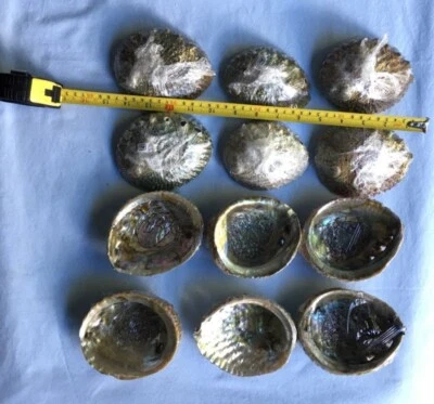 Wholesale 1dz (12 pcs) Pink Abalone Shell One Side Polished, Size 4" - 5"  - Image 1 of 3