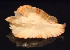 Muricidae Timbellus Bednalli - 49.53 mm - Seriously GORGEOUS - Picture 1 of 17
