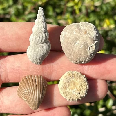 Lindo paquete de fósiles de Texas paleontología regalo de Navidad erizos gasterópodo bivalvo Foto 1 de 4