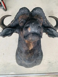Tierpräparat Kaffernbüffel - Bild 1 von 5