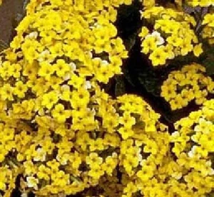 Kalanchoe blossfeldiana gelbe Blume, seltene Mesemben Sukkulenten Samen 15 SAMEN - Bild 1 von 2