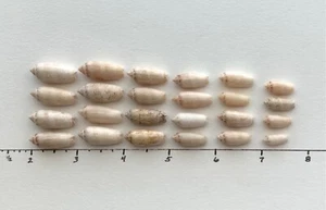 24 Olive seashells .5-1" beach crafts wedding natural shine craft shells #A5 USA - Picture 1 of 12