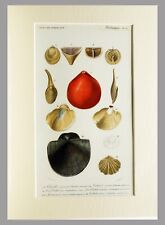 (P1) 1845 engraving handcolored with passepartou  MALACOLOGY - D´ORBIGNY (05553)