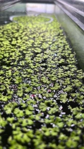 "Seltene" Riccia Wasserflitter (lila Fransenschwimmer) 50+ Blätter - Bild 1 von 2