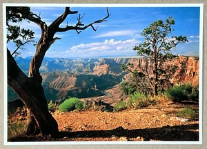 Parco Nazionale del Grand Canyon Colorado River South Rim - Cartolina postale - Foto 1 di 2