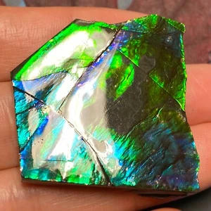 Authentic Canadian Ammolite Ammonite Gemstone 37X37X7 MM 20 Grams #3028-5 - Foto 1 di 7