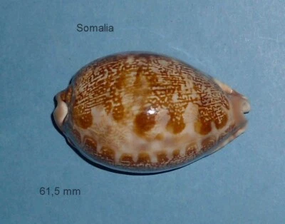 Cypraea   Mappa   Geographica   F.Africola  Somalia 61,7 mm    Rare Foto 1 de 4