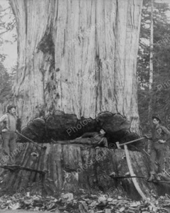 Resting In Crack Of Cedar Tree 1902 Vintage 8x10 Reprint Of Old Photo - Bild 1 von 1