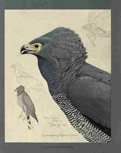 A4 Photo Fuertes Louis Agassiz African Harrier Hawk Print Poster - Picture 1 of 1