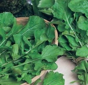 1000 SEMI SEMI DI RUCOLA COLTIVATA A FOGLIA LARGA-RUGHETTA RICETTE CUCINA INSAL - Imagen 1 de 5