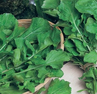 1000 BROAD LEAF CULTIVATED ARUGULA SEEDS-NIPPLE RECIPES COOKING INSAL