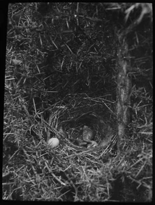 Magic Lantern Slide YOUNG CUCKOO IN NEST C1920 PHOTO BIRD ORNITHOLOGY - Picture 1 of 3