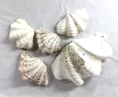 Aquarium Decor Reptile Fish Tank  5 Large Clam Seashells Largest 11 Inches - Image 1 of 4