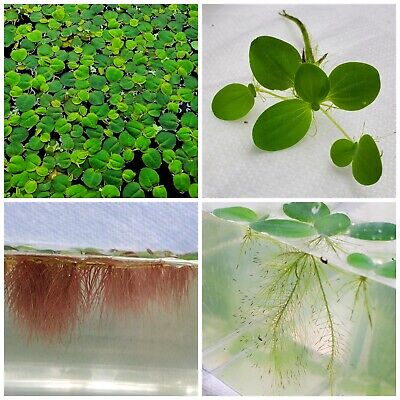 Live Floating Plant Combo: Dwarf Water Lettuce + Red Root Floaters • 99.99$