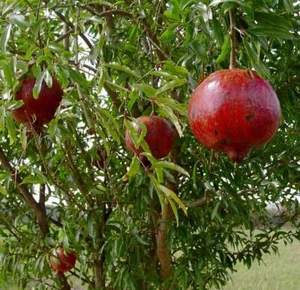 Pomegranate - 'Wonderful' - Punica granatum - Actively Growing Live Plant - Picture 1 of 4