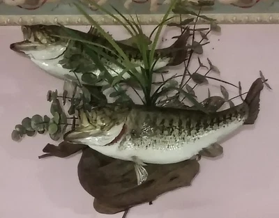 Double Largemouth Bass On Driftwood Taxidermy Fish Wall Mount Real Fish Skin - Image 1 of 4