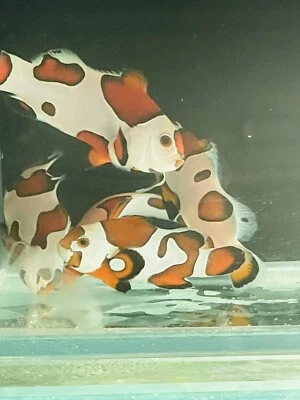 "Pez payaso tormenta naranja raro coleccionista DISEÑADOR pez payaso único 1,75""-2""" Foto 1 de 4