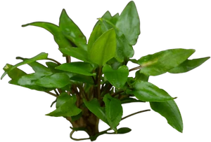 Wasserpflanze Cryptocoryne Wendtii Grün Aquarium Pflanzen Aquarienpflanzen - Bild 1 von 1