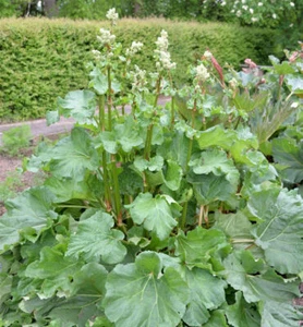 Gelber Zier Rhabarber - Rheum palmatum - Bild 1 von 1