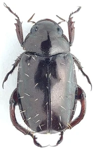 Scarabaeidae Rutelinae Paradorodocia albosetosa Madagascar - Picture 1 of 1