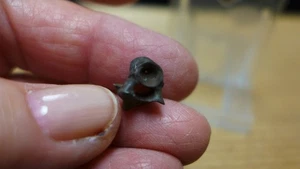 GEOLOGICAL ENTERPRISES Permian fossil reptile vertebrae Captorhinus aguti OK - Picture 1 of 5