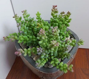 Set of 3 Small Pearl Artificial Succulent Grass Plants (#6 Green) - Picture 1 of 3