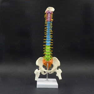 45cm/18" Realistic Education Spine Model with Pelvis Anatomical Skeleton colored - Picture 1 of 5