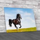 Black Kladruber Horse Run Gallop Original Canvas Print Large Picture Wall Art