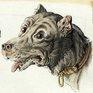 Escaso grabado en folio coloreado a mano LAVATER 1791: ESTUDIOS DE CARAS DE PERROS - Imagen 1 de 7