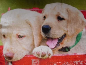 Labrador Retriever Pillow Tan Lab Puppies Dog Real Photo 16 X 16 Inch - Picture 1 of 3