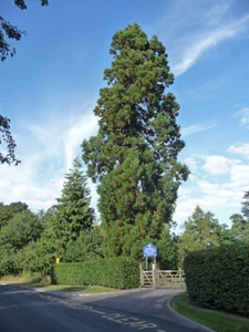 FOTO WELLINGTONIA BRIGHTWALTON (1) BESSER RICHTIG SEQUIADENDRON GIGANTEUM THE - Bild 1 von 1
