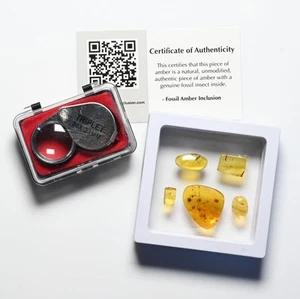 Kit GENUINO Inclusión de Insectos Fósiles en Ámbar Birmano - 5 Piezas, Lupa, + Certificado de Autenticidad - Imagen 1 de 12