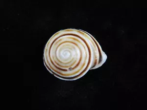 Caracol terrestre Obba bigonia 26 mm ID#8753 - Imagen 1 de 2
