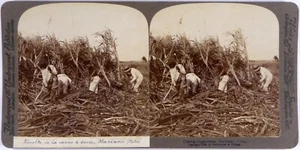 Cuba.Mariano.Cortando la Cana.Coupe Canne à Sucre.Sugar-.Stereoview.Photo Stereo - Picture 1 of 2